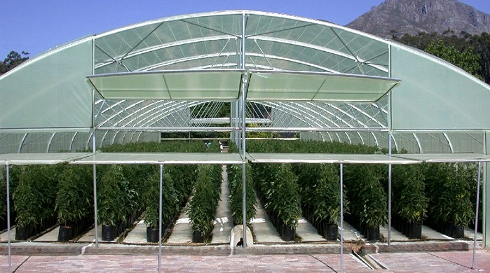 glasshouse production of tomatoes