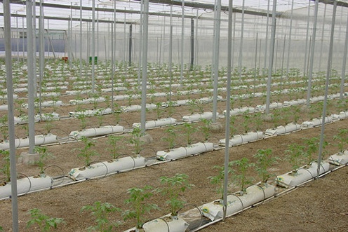tomatoes grown in substrate