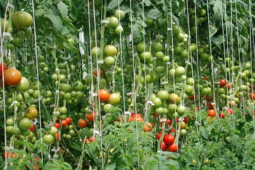 Indeterminate tomatenplanten