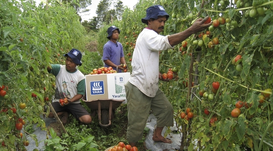 Principios Agronomicos En Tomate Yara Costa Rica