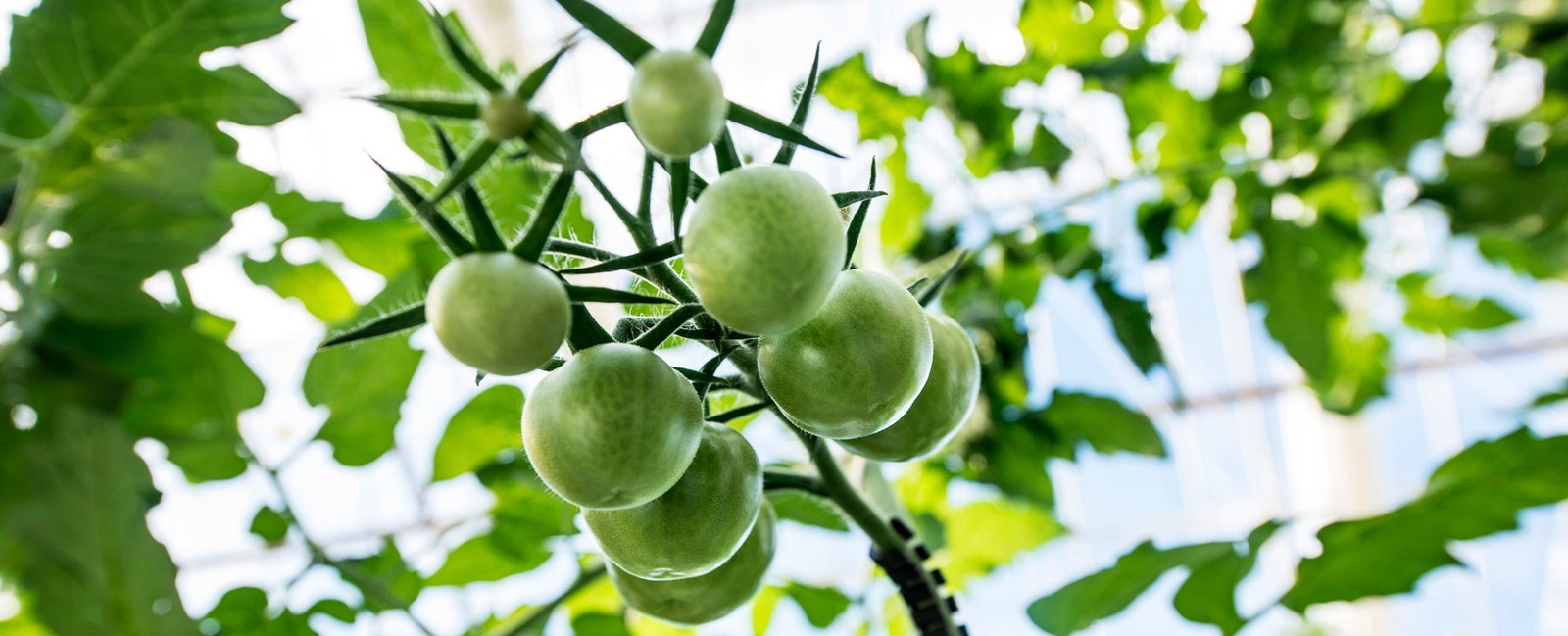 Prevenzione della maturazione a chiazze (disomogenea) dei pomodori