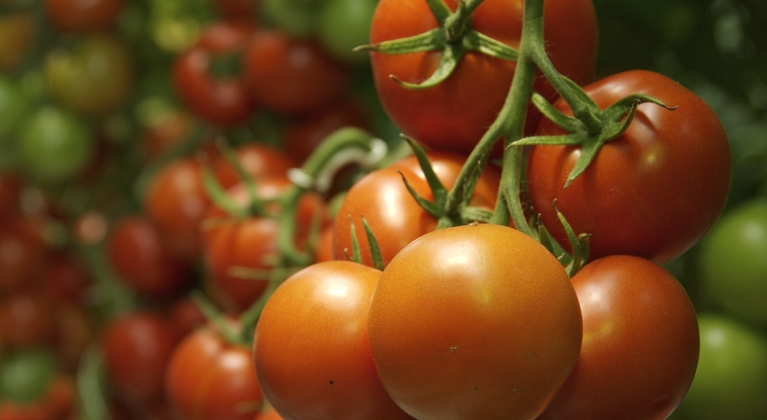 Influir en la sanidad de los tomates