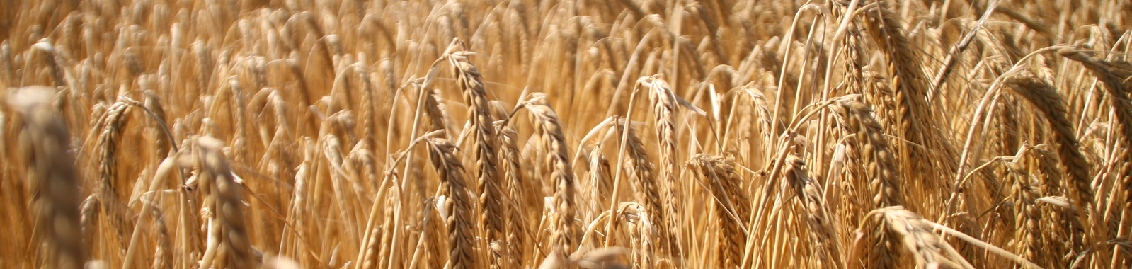 Ripening wheat