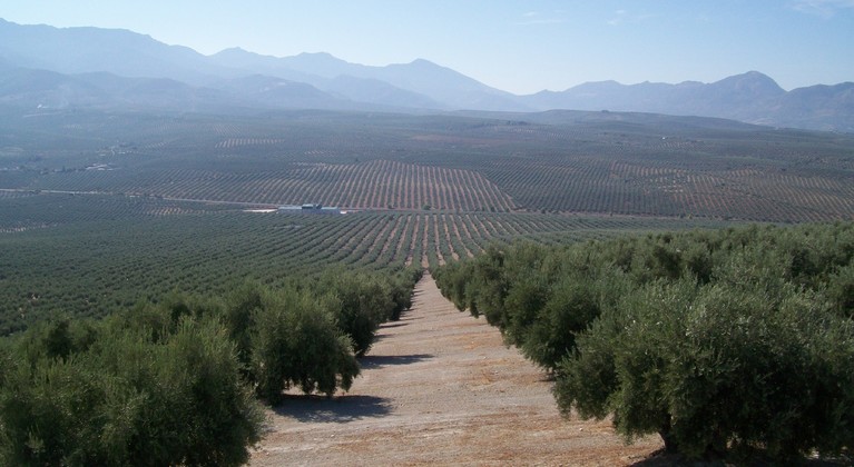 Campos de olivo