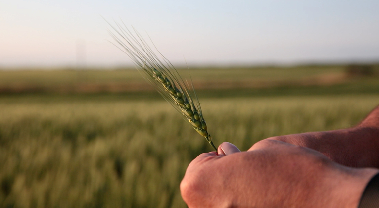 Analyse de N-tester gratuite et conseil en matière d'azote pour le blé