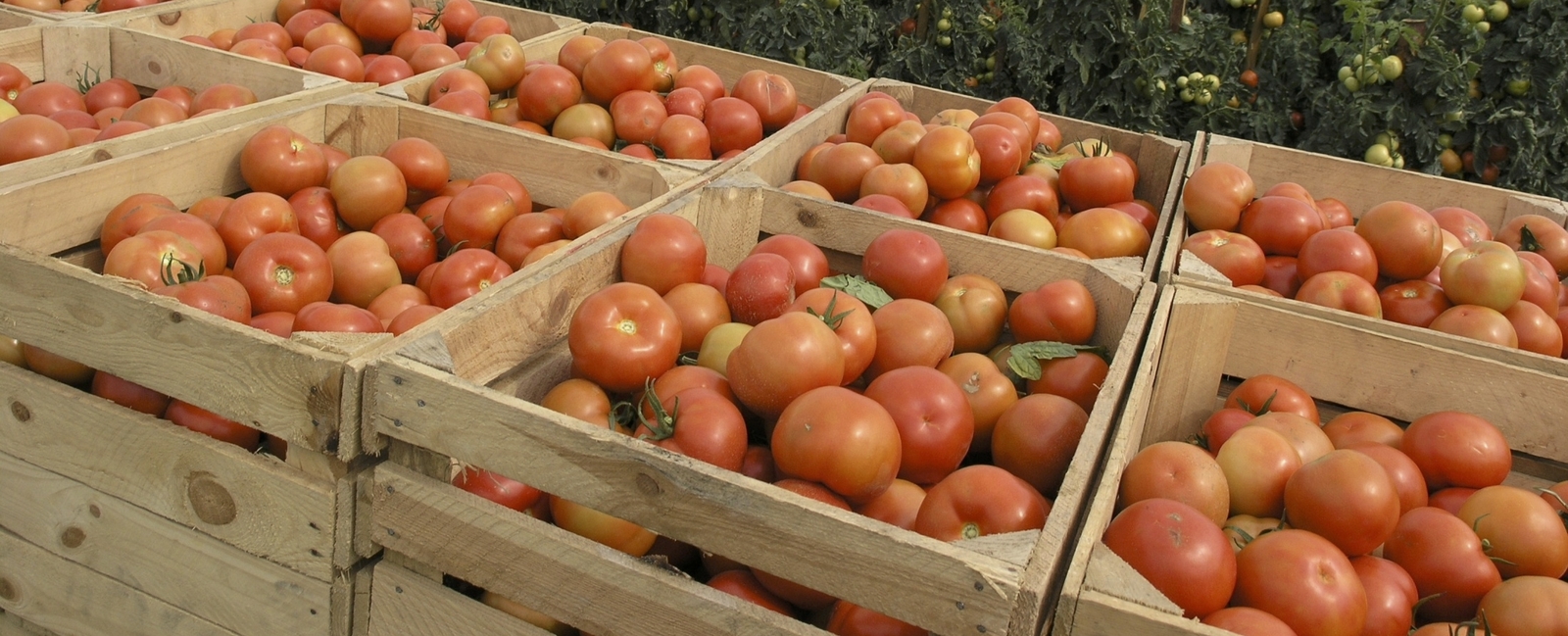 Incrementar el rendimiento del tomate