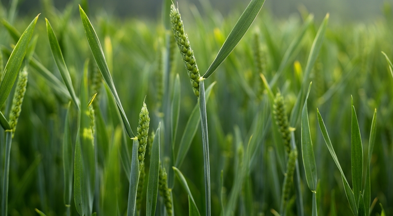 Wheat | Fertiliser recommendations | Crop nutrition programmes