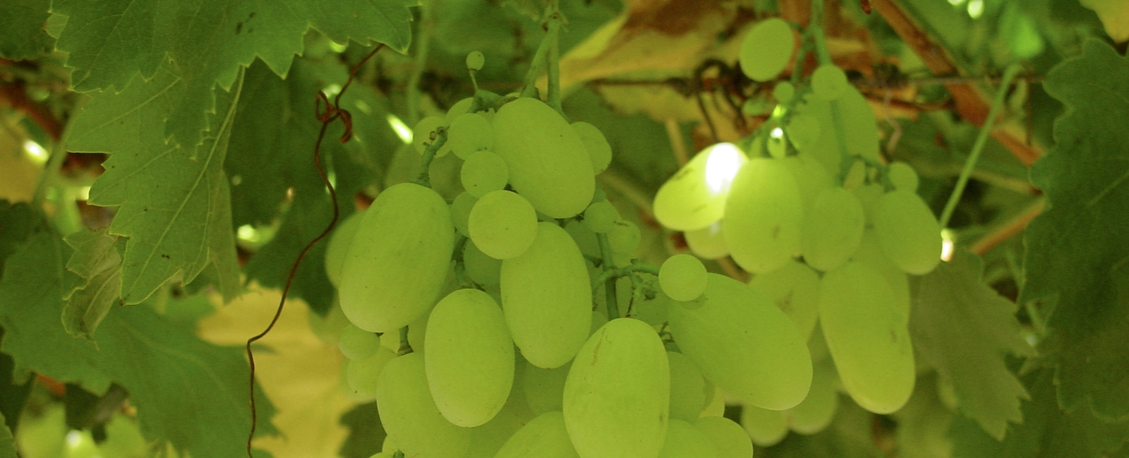 La producción mundial de la uva de mesa