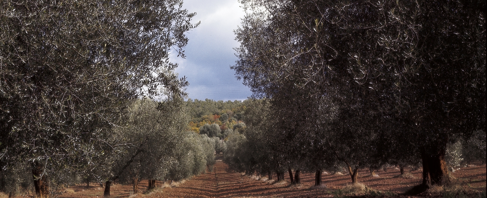 Cómo controlar la calidad del aceite de oliva