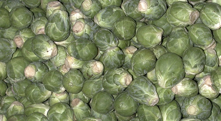 Brussels sprouts nutrition programmes