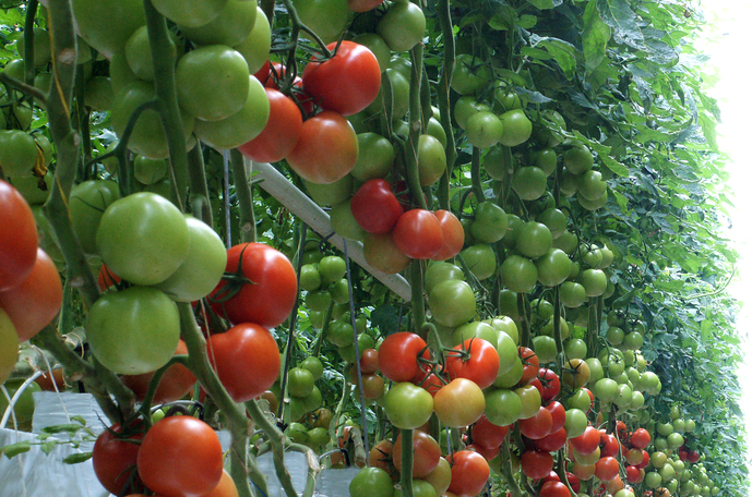 Wereldwijde tomatenproductie met kunstmest