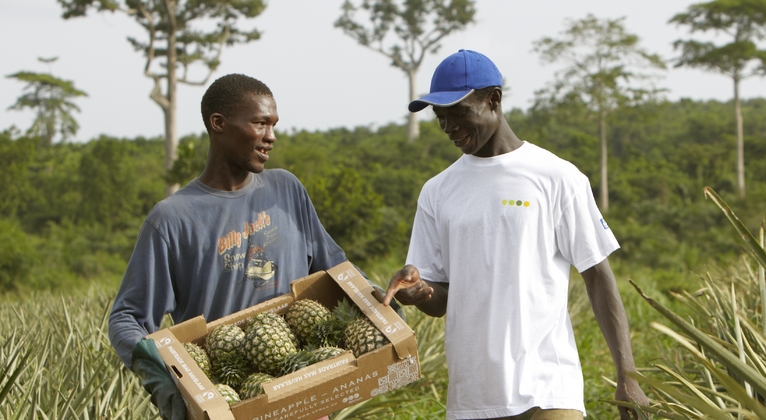 Pineapple farmers in Ghana