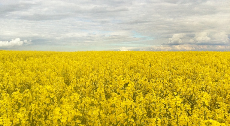 How to extend oilseed rape canopy duration