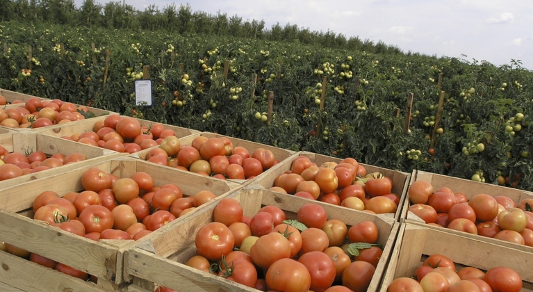 Producción mundial de tomates