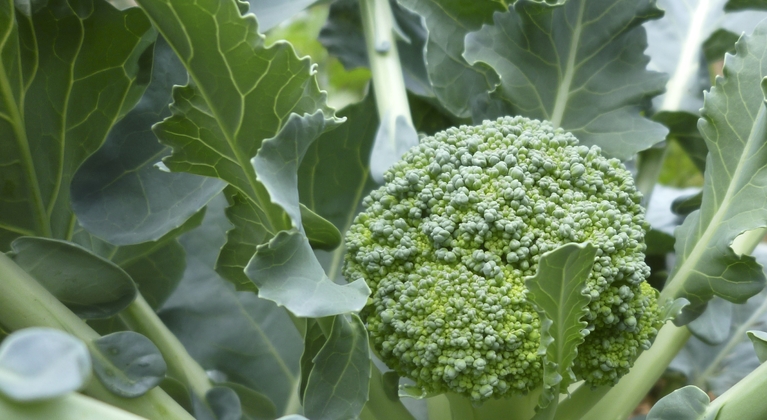 Broccoli crop nutrition programme