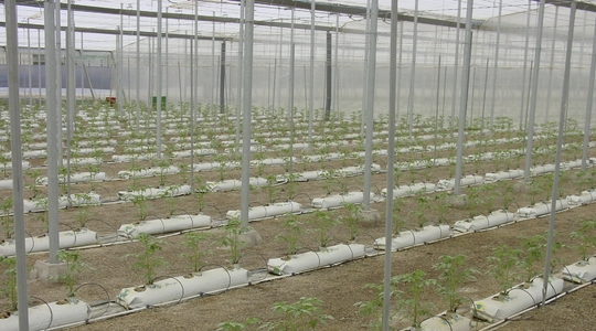 Cultivo en substrato tomate