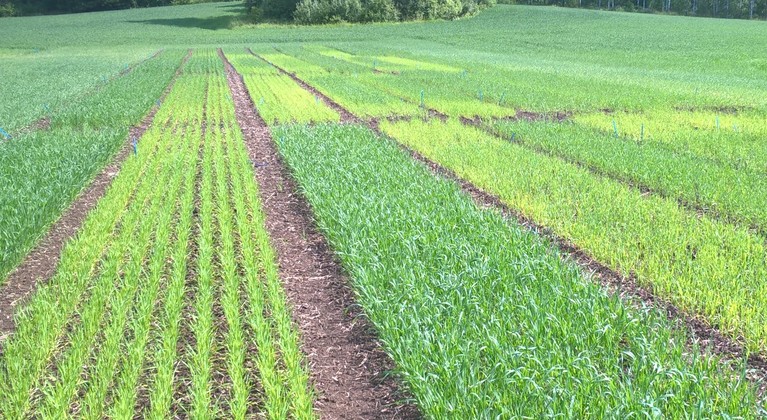 Fosfori Suomessa ja fosforin viljavuusluvut