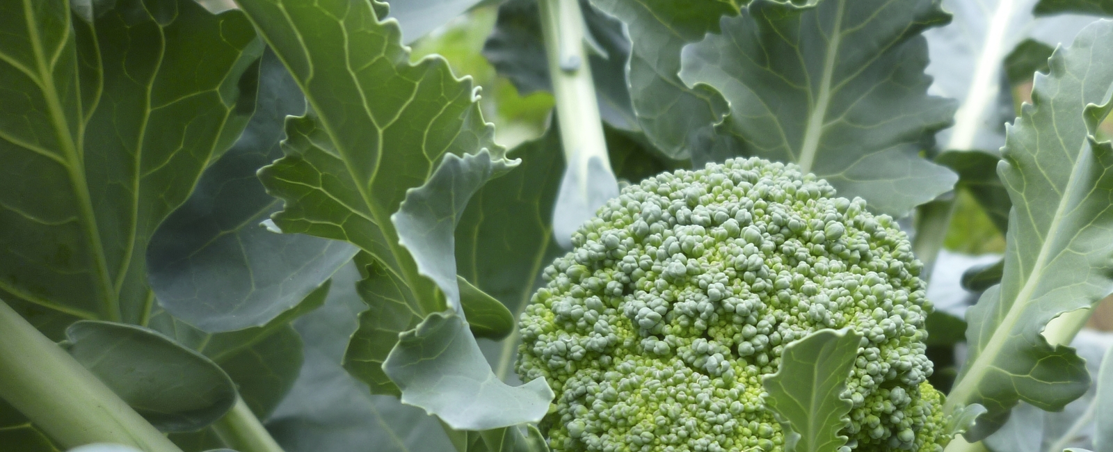 Brocolli crop nutrition
