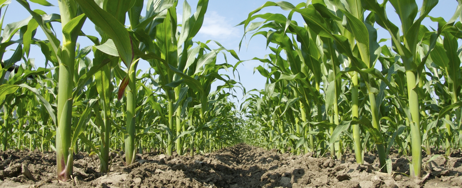 Zwiększenie jakości kukurydzy