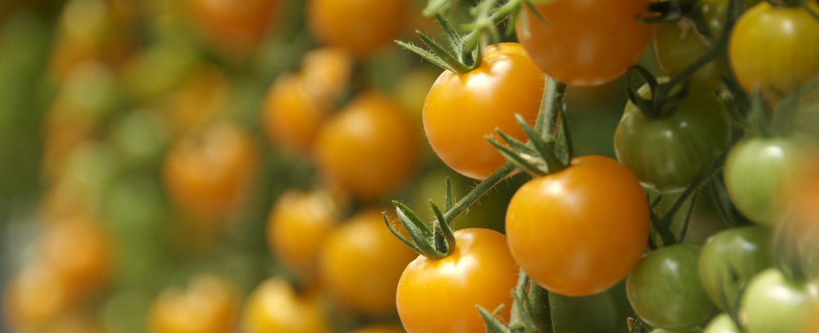 Función del nitrógeno en la producción de tomates