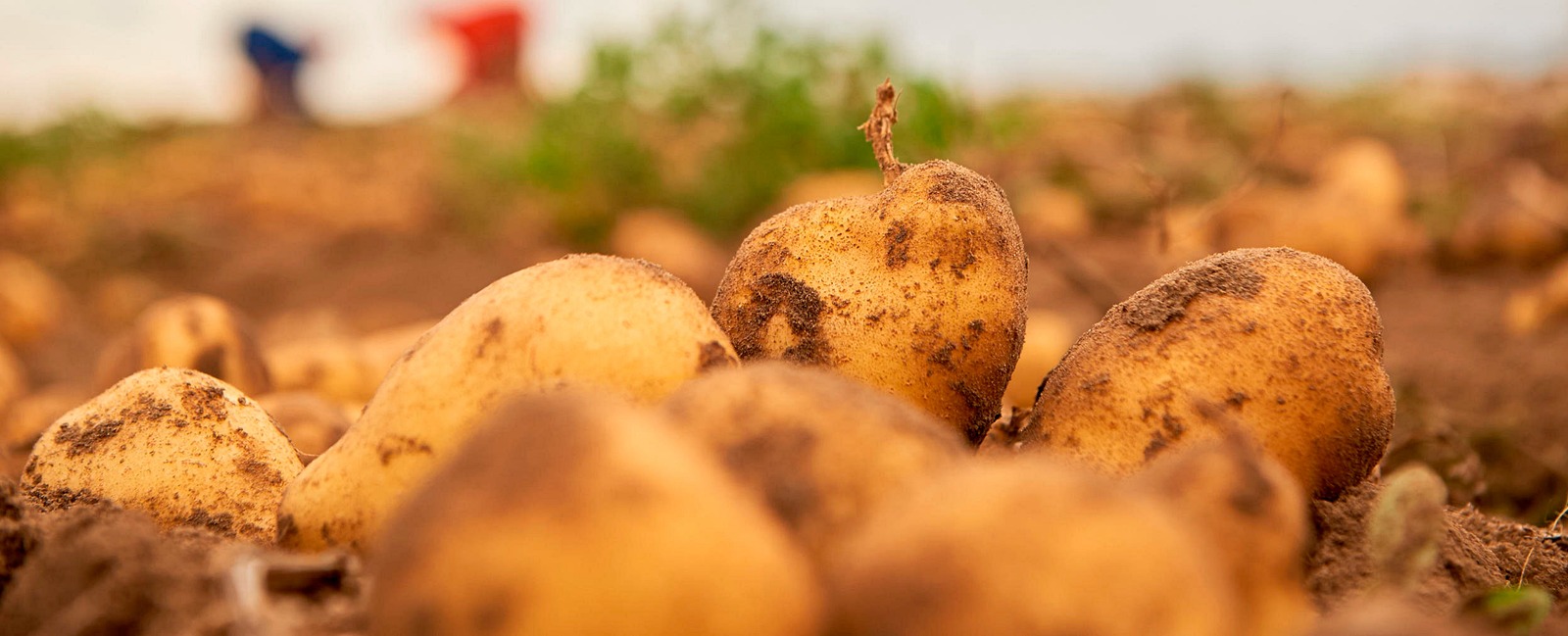 Produzione mondiale di patate