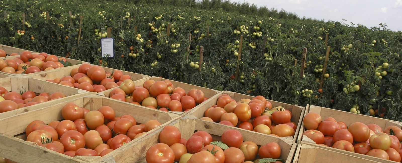 Producción mundial de tomates