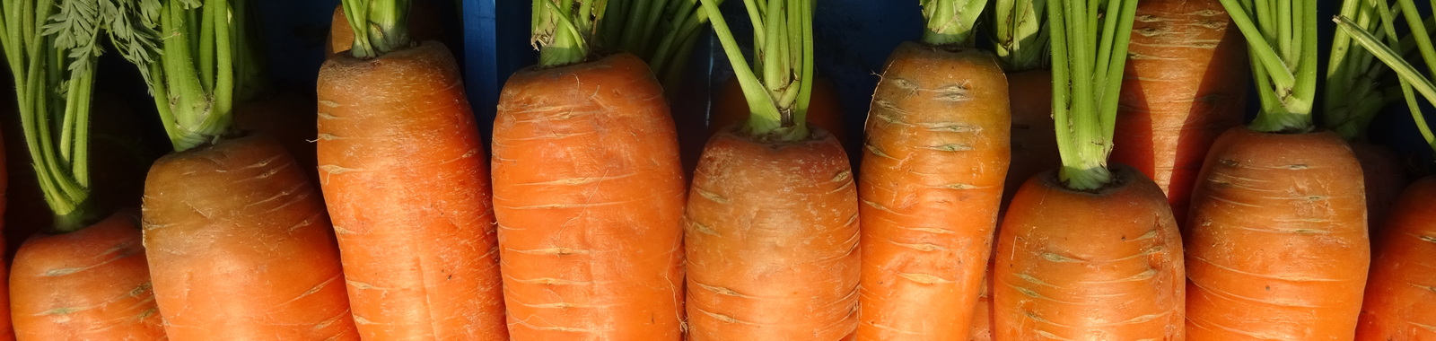 Porkkanan lannoitus