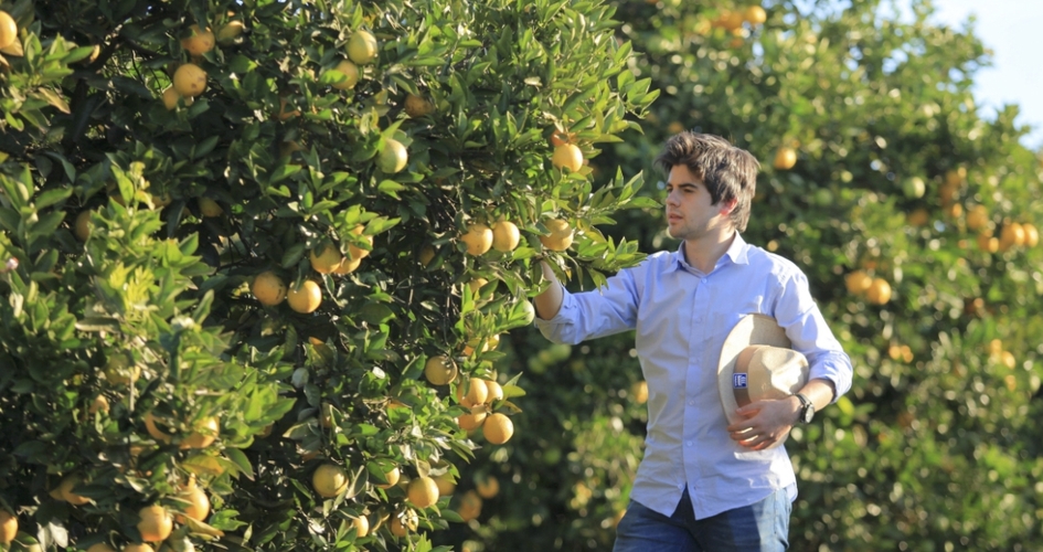 Man in citrus farm