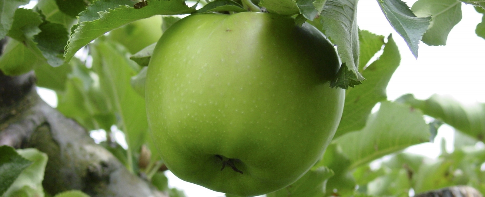 Función del Cobre en la producción de manzana