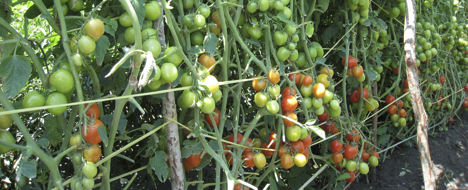 Función del potasio en la producción de tomate