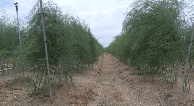 Asparagus crop nutrition