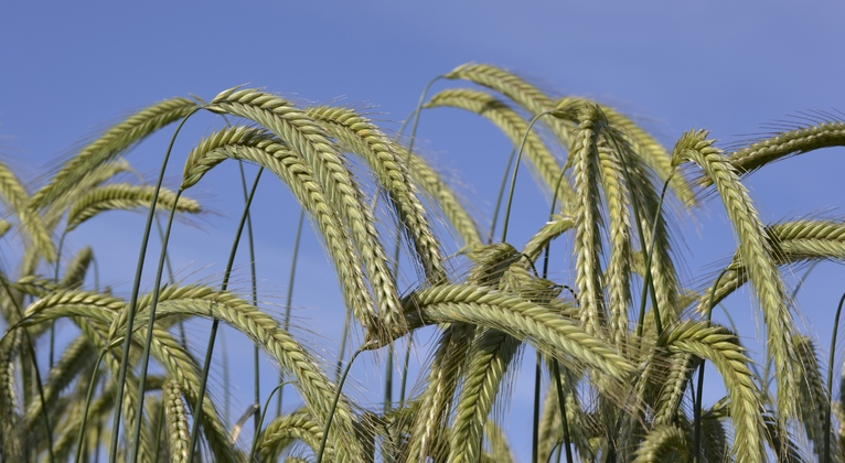 Rye crop nutrition