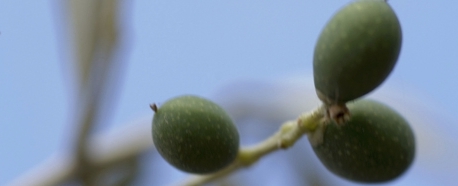 Incrementar la floracion y fructificacion en olivo