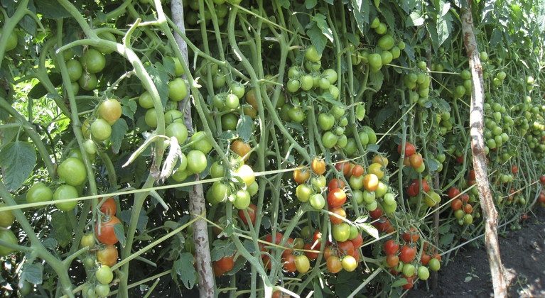 Función del potasio en la producción de tomate