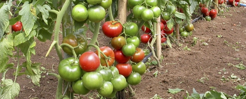 Función del boro en la producción de tomates
