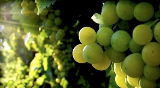 Influir en el color de la uva de mesa