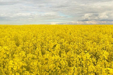 How to increase the oil content of oilseed rape