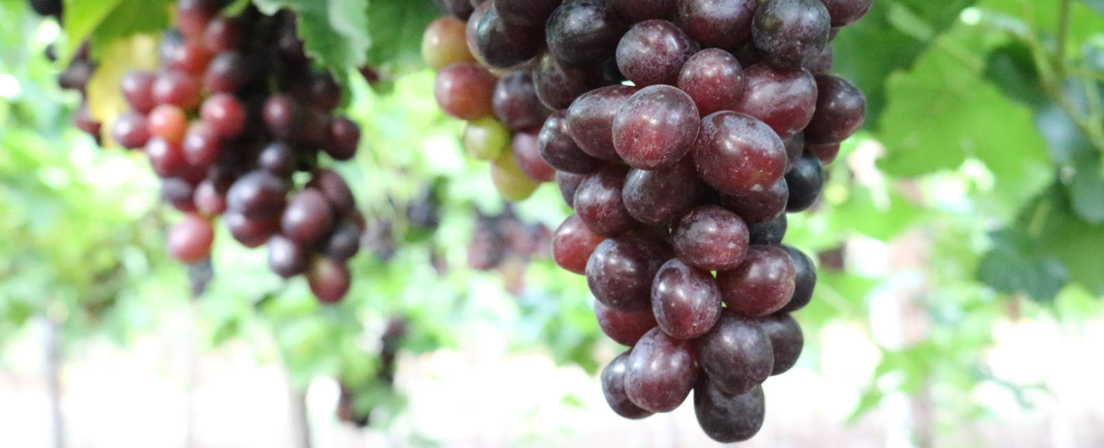 Incrementar racimos y peso uva