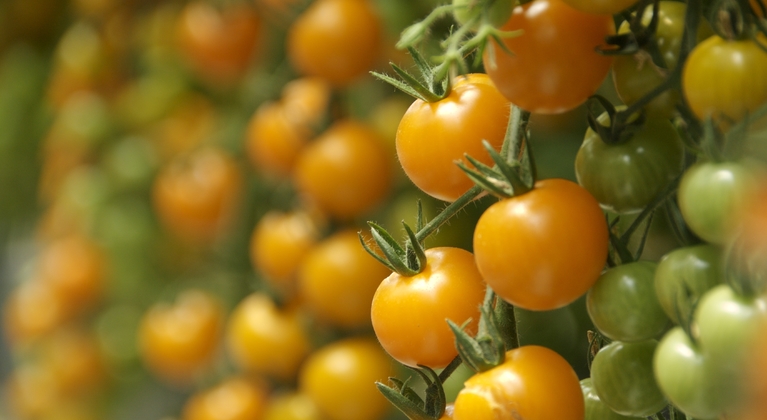 Función del nitrógeno en la producción de tomates