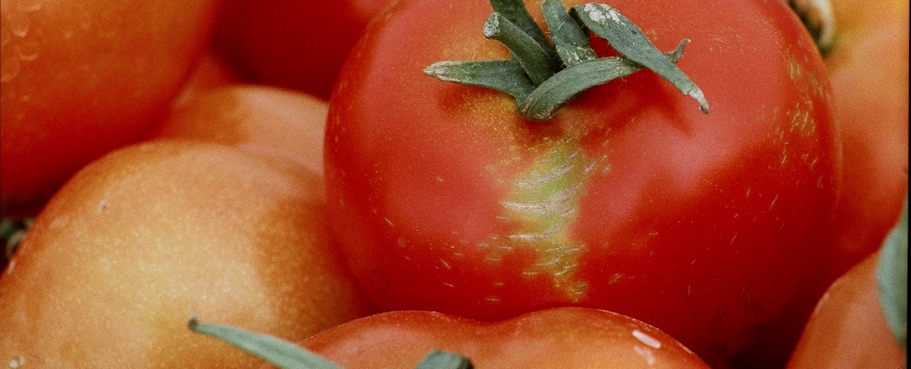 Evitar la formación de cremallera en el tomate