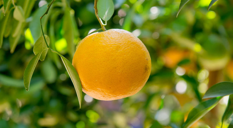 提高柑橘产量