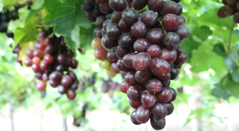 Incrementar racimos y peso uva