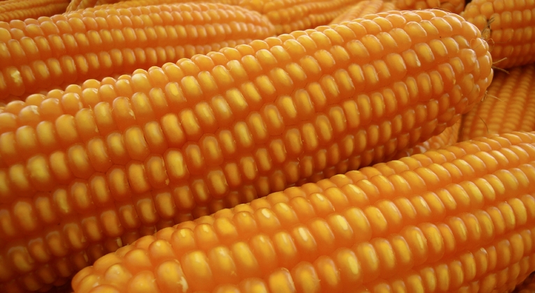 Proteinas en el maíz