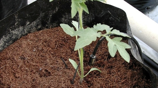 Cultivo tomate en fibra de coco