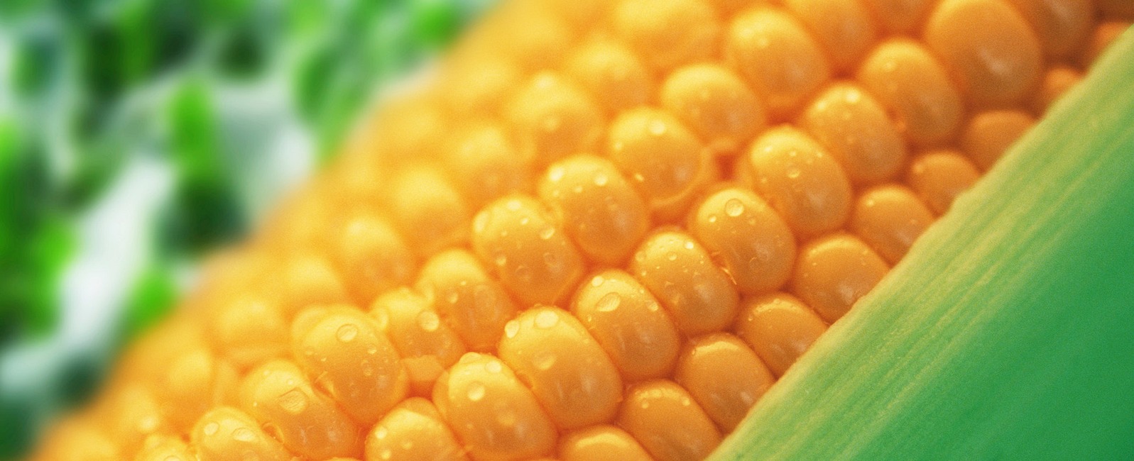 Come influenzare la qualità del mais