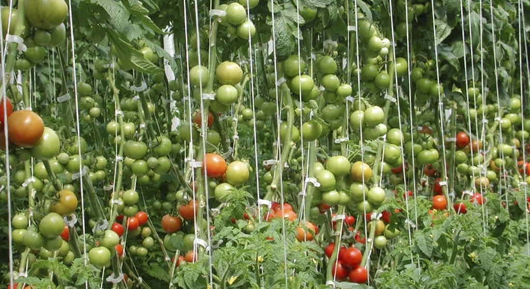 Función del azufre en la producción de tomate