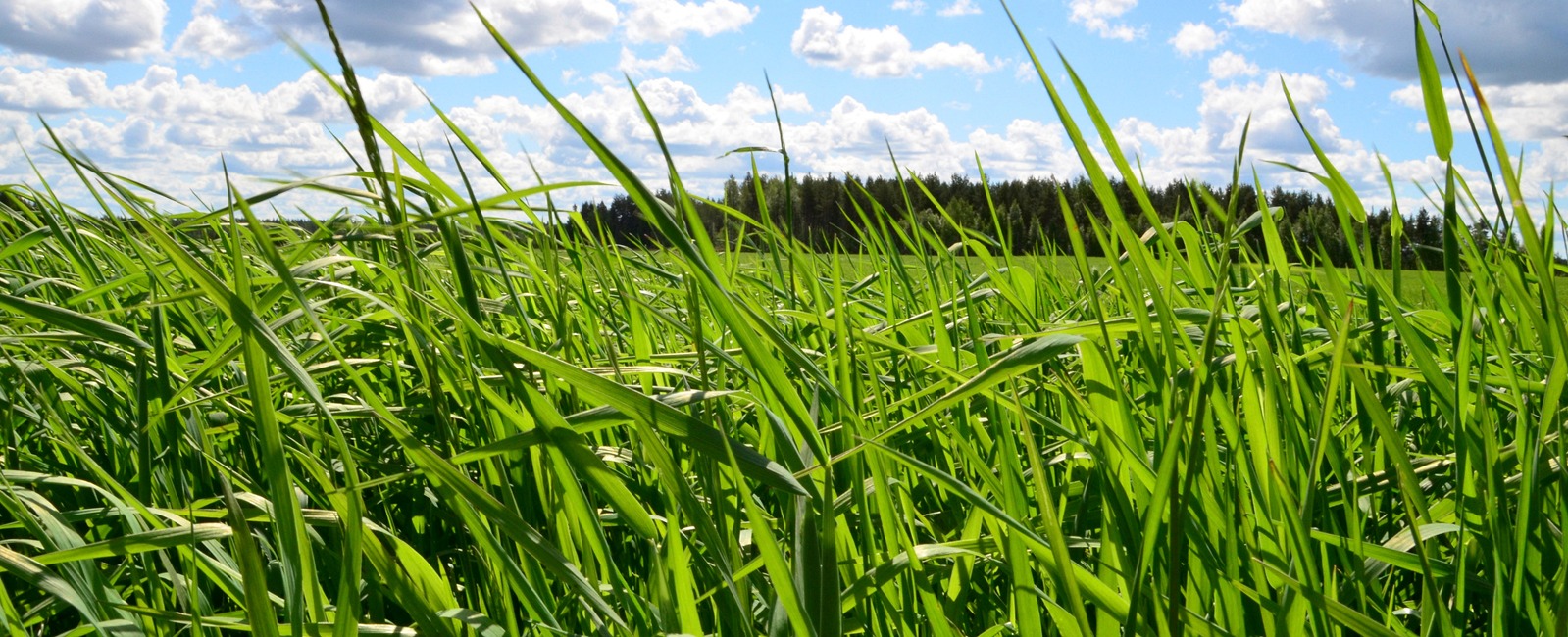 Hyvä viljavuusfosfori ja aikainen lannoitus ovat edellytyksiä nurmen kasvuunlähdölle