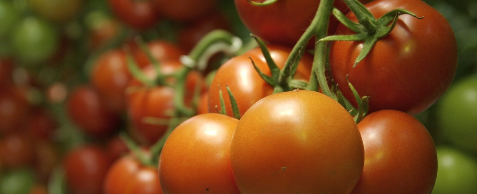 Influir en la sanidad de los tomates