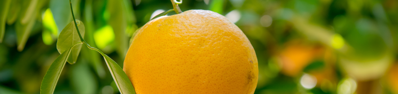 提高柑橘产量