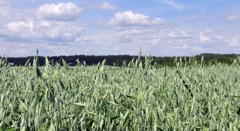 How crop nutrition affects oats